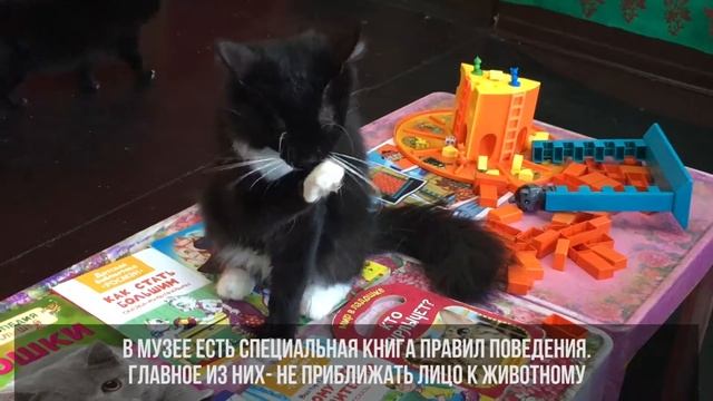 Музей кота встречает гостей смотреть онлайн