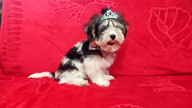 Щеночик бивера смотреть онлайн