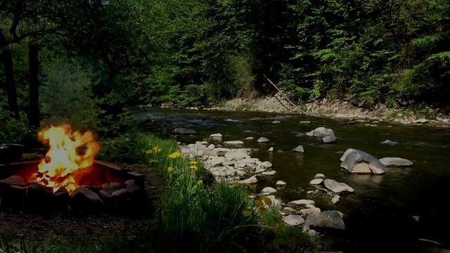 Успокаивающий костёр в лесу на берегу реки смотреть онлайн