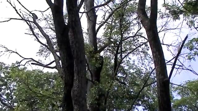 Шибнев Б.К. Ильм и грибы смотреть онлайн