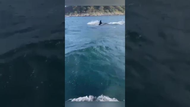 Приморский край октябрь 2023г 🍁 смотреть онлайн