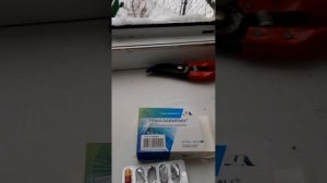 Лечение чумки у кошек в деревне.