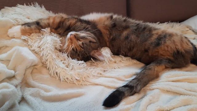 Удобная поза для сна 😴 смотреть онлайн