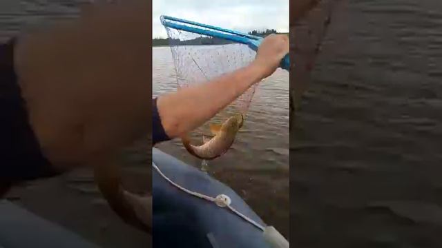 Ловля Сазана на кружки! смотреть онлайн