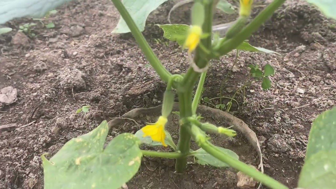 ПЕРВАЯ САМАЯ ВАЖНАЯ ПОДКОРМКА ОГУРЦОВ! КУЧА ЗАВЯЗЕЙ В АПРЕЛЕ! ТОННЫ УРОЖАЯ УЖЕ В МАЕ! смотреть онлайн