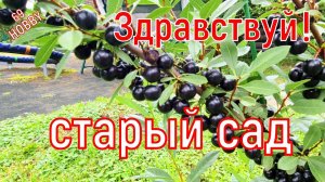 Вернулся в свой старый сад! Что стало с садом за год без меня! Экскурсия в прошлое