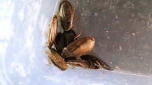 МРАМОРНЫЙ ТАРАКАН. СОДЕРЖАНИЕ И РАЗВЕДЕНИЕ. Nauphoeta cinerea