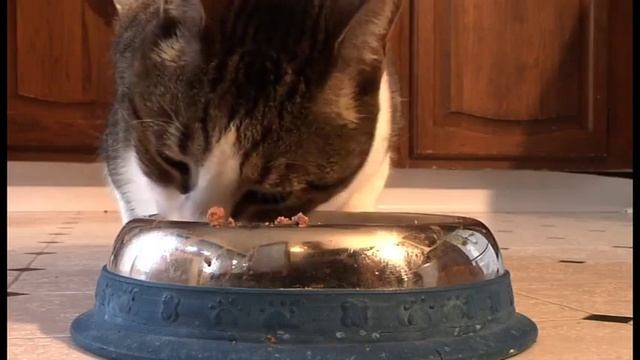 Gastrointestinal Diseases in Cats - Diarrhoea Associated with Diet Changes - Prevention смотреть онлайн
