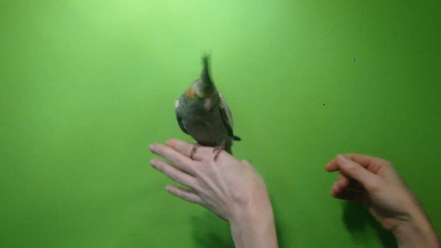 IMG 1389 смотреть онлайн