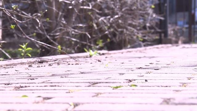 Живая изгородь из колючего боярышника смотреть онлайн