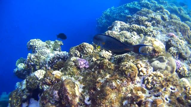 Египет, красное море- пошли плавать))) смотреть онлайн