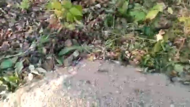 На окраине Корсакова кто-то выбросил огромное количество собачьего корма смотреть онлайн