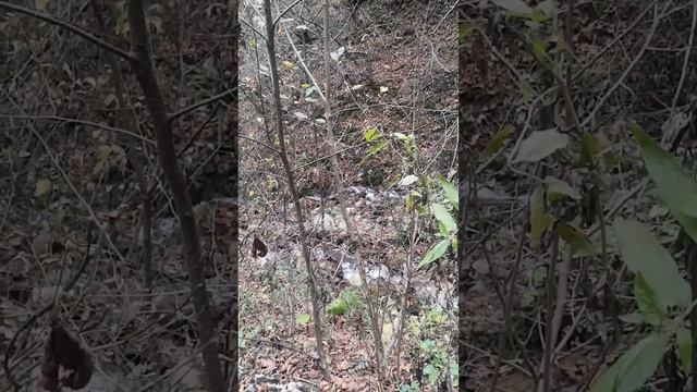Каскады высокогорного ручья в Черек-Хуламском ущелье 06.11. 2023 смотреть онлайн