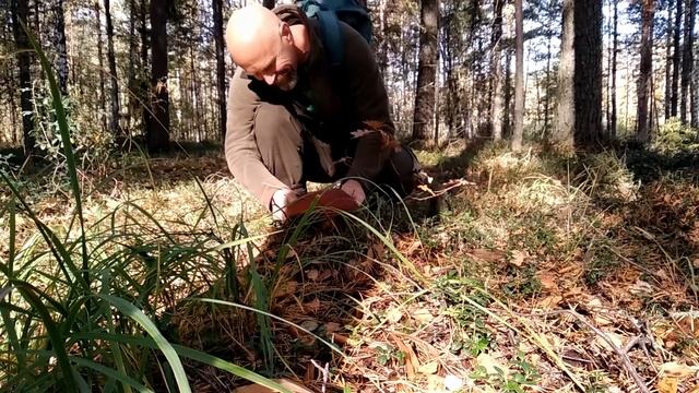 Паутинки в осеннем лесу смотреть онлайн
