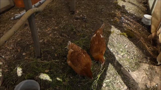 # 101 Нарциссы * Снегопад* Курочки* смотреть онлайн