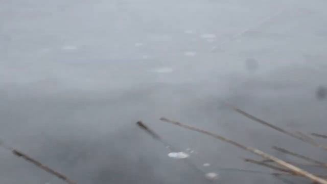 Рыбалка 22.01.23 на платном пруду в Ольховатке Ивнянского района смотреть онлайн