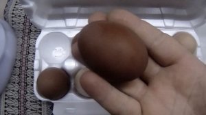 яйцо молодок Доминант 109. Какой размер и цвет?