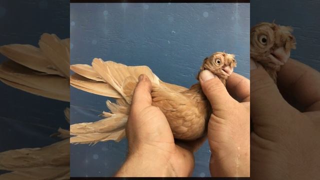 Голуби Жёлтые (Наватты)4 смотреть онлайн