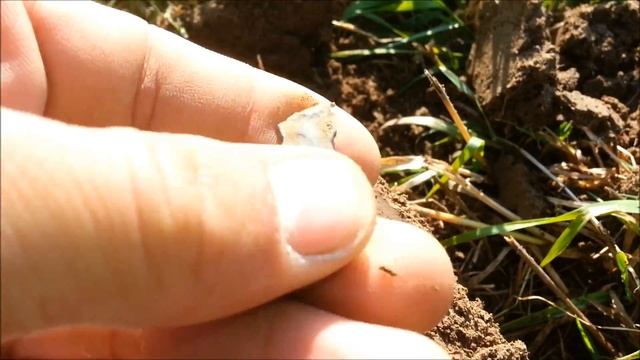 КОПАЕМ Что можно найти на подмосковных полях XP DEUS смотреть онлайн
