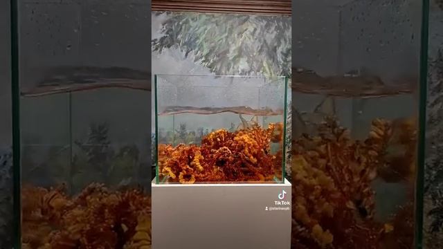 Янтарь в воде смотреть онлайн
