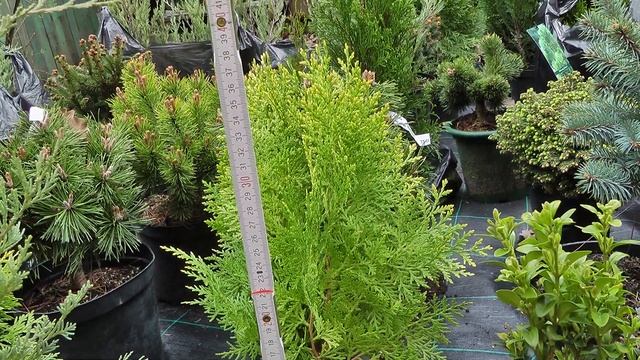 Туя Ауреа Нана смотреть онлайн