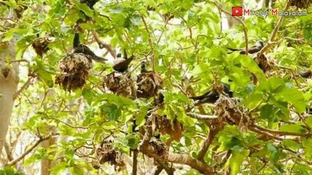 Pisonia -bird catcher tree malayalam|Pisonia tree that trap birds|പക്ഷികളെ പിടിക്കുന്ന മരം പിസോണിയ смотреть онлайн