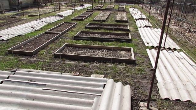 Когда выгодней открывать виноград весной? смотреть онлайн