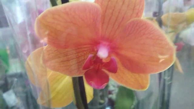 🌻Немного новых орхидей 🌹в ОБИ тц Фантастика (19.05.23) смотреть онлайн