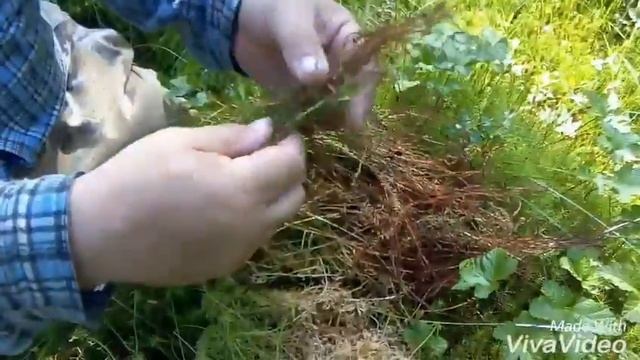 Заготовка мха для сборки деревянных срубов. Мох сфагнум, кукушкин лен. смотреть онлайн