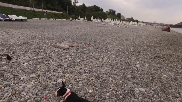 Мини бультерьер | Мини бультерьер отдыхает в Сочи смотреть онлайн