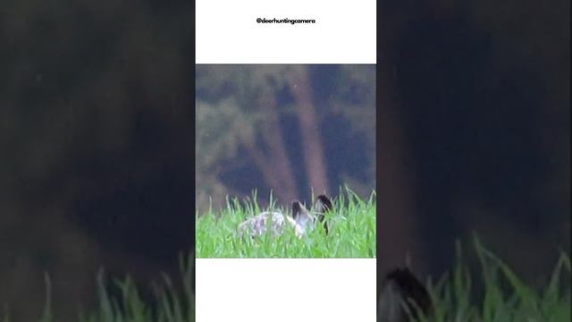 deer and animal "hunting" with my #Sony-FDR-AX53 #nature #asmr #camera #sony #animals #deer смотреть онлайн