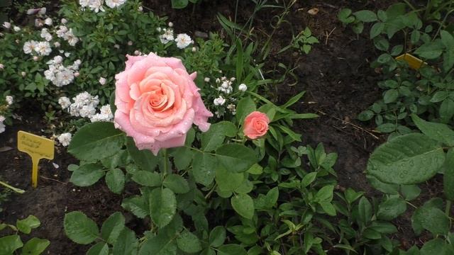 Розы чайно-гибридные в моём саду ,16 красивых сортов роз / сезон 2020 смотреть онлайн