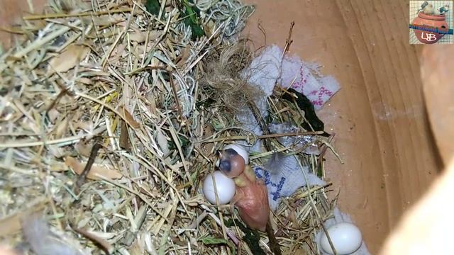 JAVA BIRDS BEST CALCIUM SUPPLIMENT & BREEDING PROGRESS ||UB|| смотреть онлайн