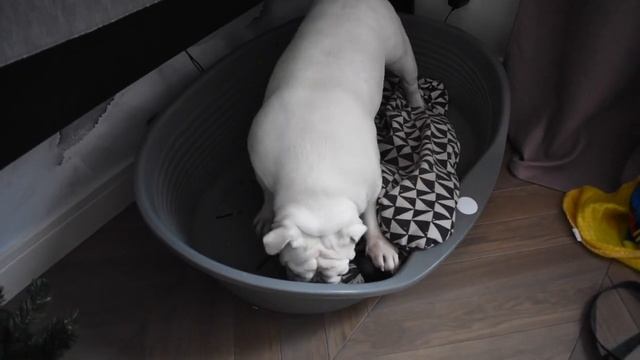 Дом , милый дом. Как обустроена квартира под собаку. смотреть онлайн