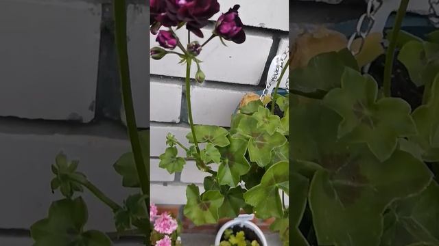 Пеларгония плющелистная Toskana Tomce смотреть онлайн