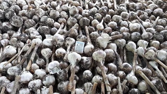 Чеснок уродил. На консервацию будет свой! смотреть онлайн