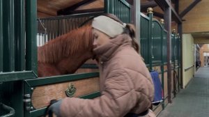 Воспитание молодого жеребца мягкими методами без опыта работы с лошадьми