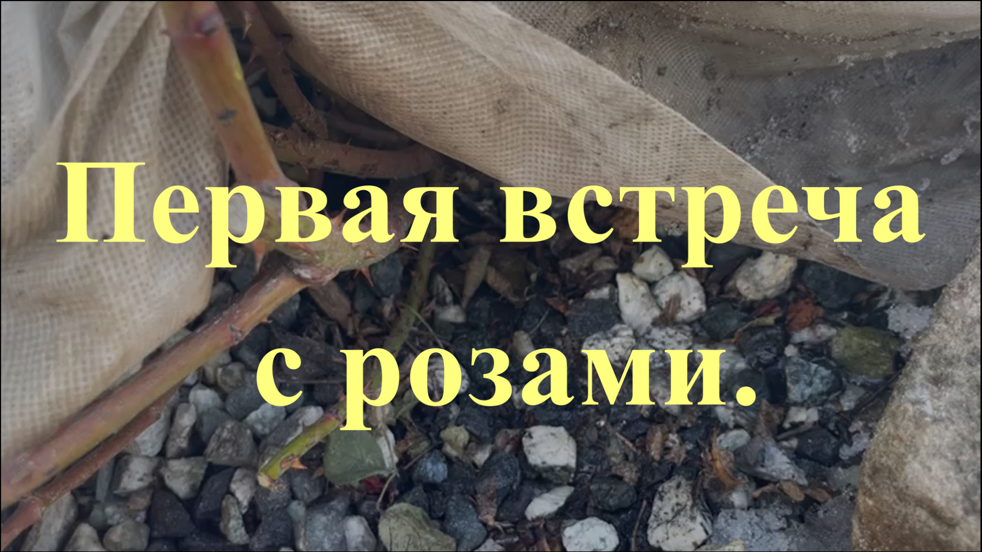 Первая встреча с розами. смотреть онлайн