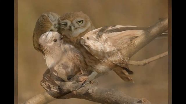 Смешные, необычные и красивые птицы смотреть онлайн