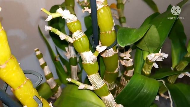 Мои дендробиумы и их размножение. смотреть онлайн