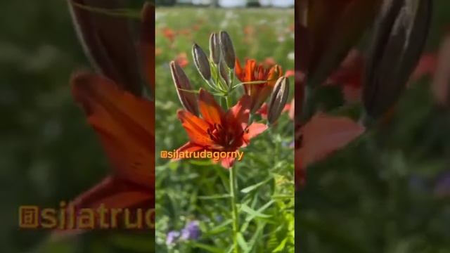 А вот и поляна наших красивых сардан-лилий даурских. смотреть онлайн