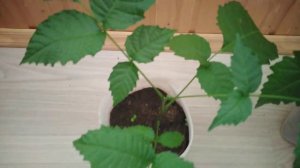 Выращивание Саженца? Грецкого Ореха в Домашних Условиях☑️Прошло почти 3 месяца.