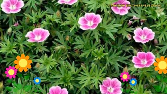 Герань кроваво-красная Елки. Краткий обзор, описание характеристик geranium sanquineum Elke смотреть онлайн