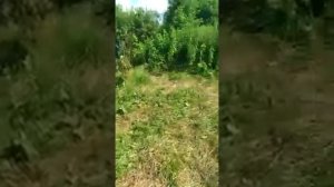 Туту на воркуту!