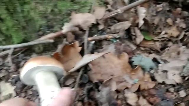 21 октября 2020 г. а грибы радуют смотреть онлайн