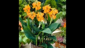 Луковичные цветы в квартире.  Виды цветов