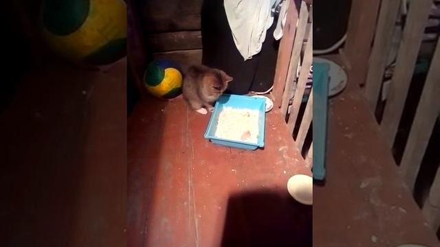 Хомяк как первое блюдо