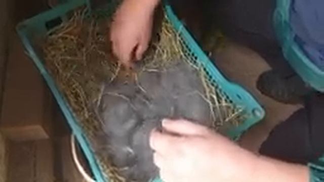 Что с малышами крольчихи Ирки? Дали шанс Маруське/домашнее хозяйство смотреть онлайн
