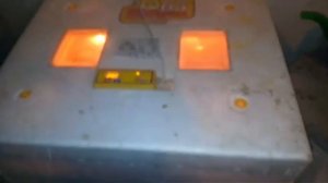 ВЫЛУПЛЕНИЕ МАГАЗИННЫХ ЯИЦ С ИНКУБАТОРА