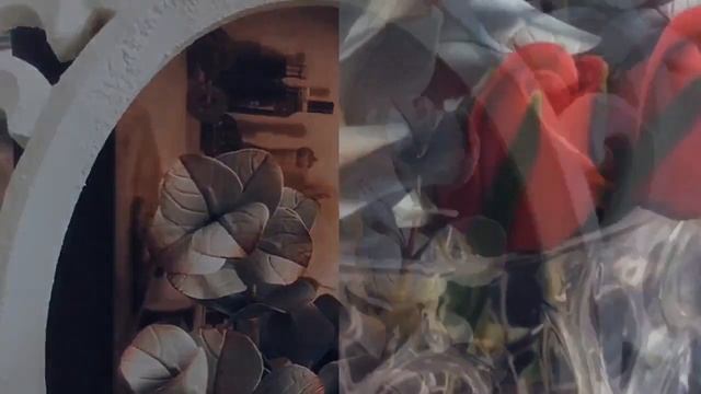 Eucalyptus Silver Dollar ‘Teaser смотреть онлайн